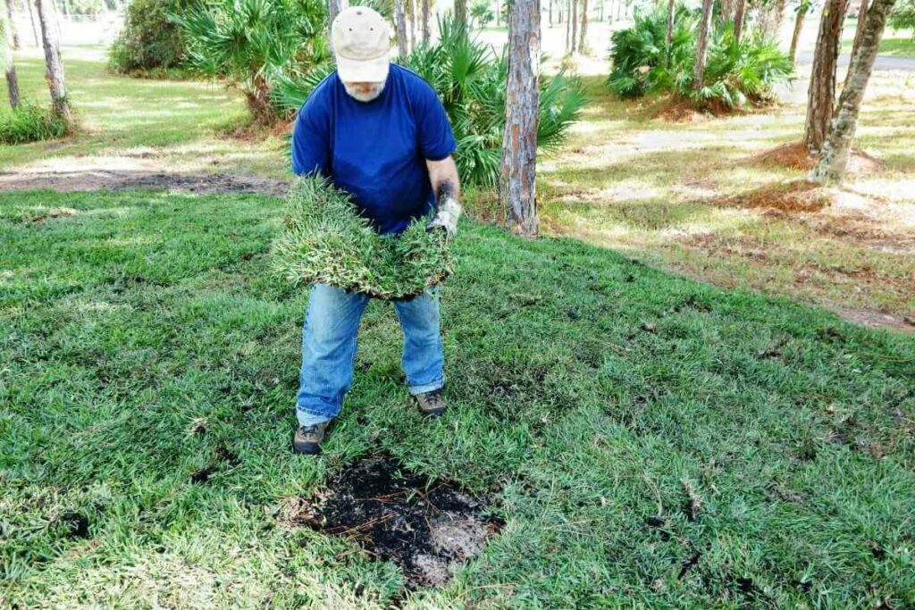 Fertilizing schedule new sod backyard