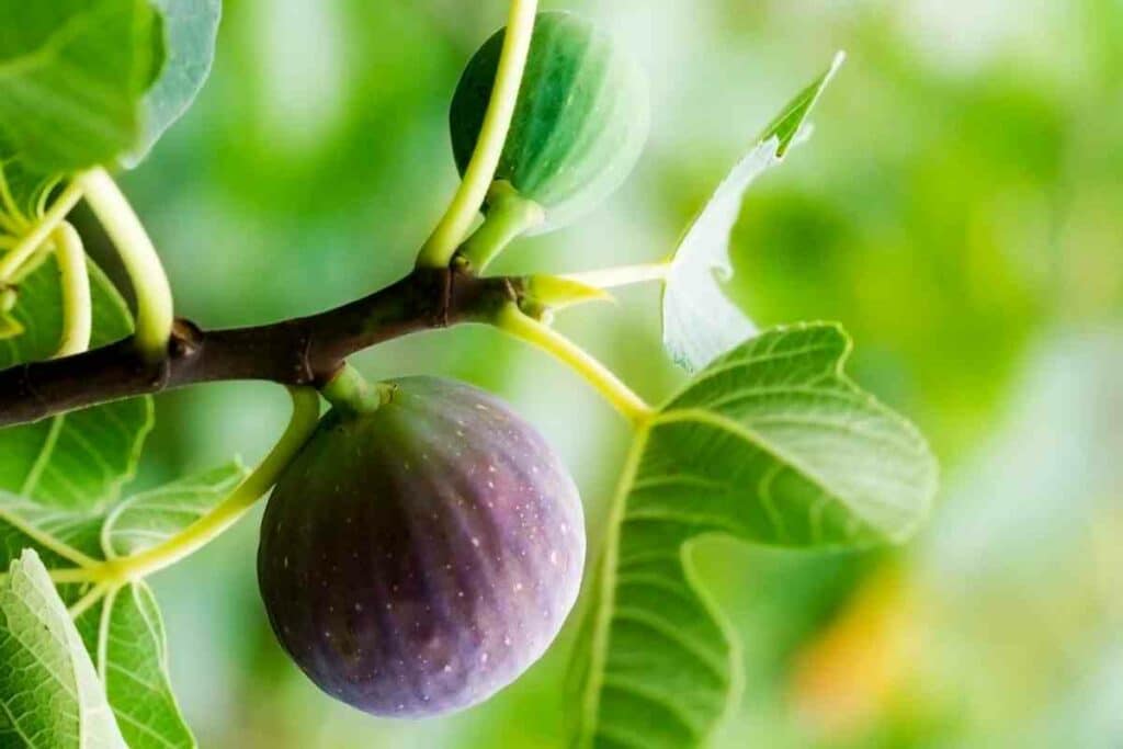 Fig tree fruit