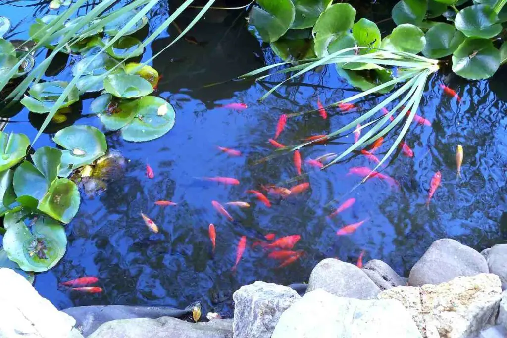Breadcrumbs are bad for pond fish