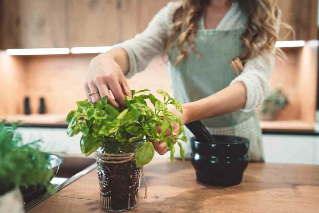 Freezing basil leaves in kitchen