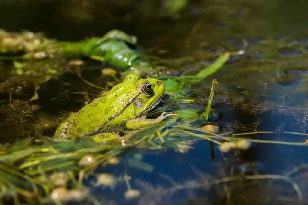 How to Make Your Pond Frog-Friendly