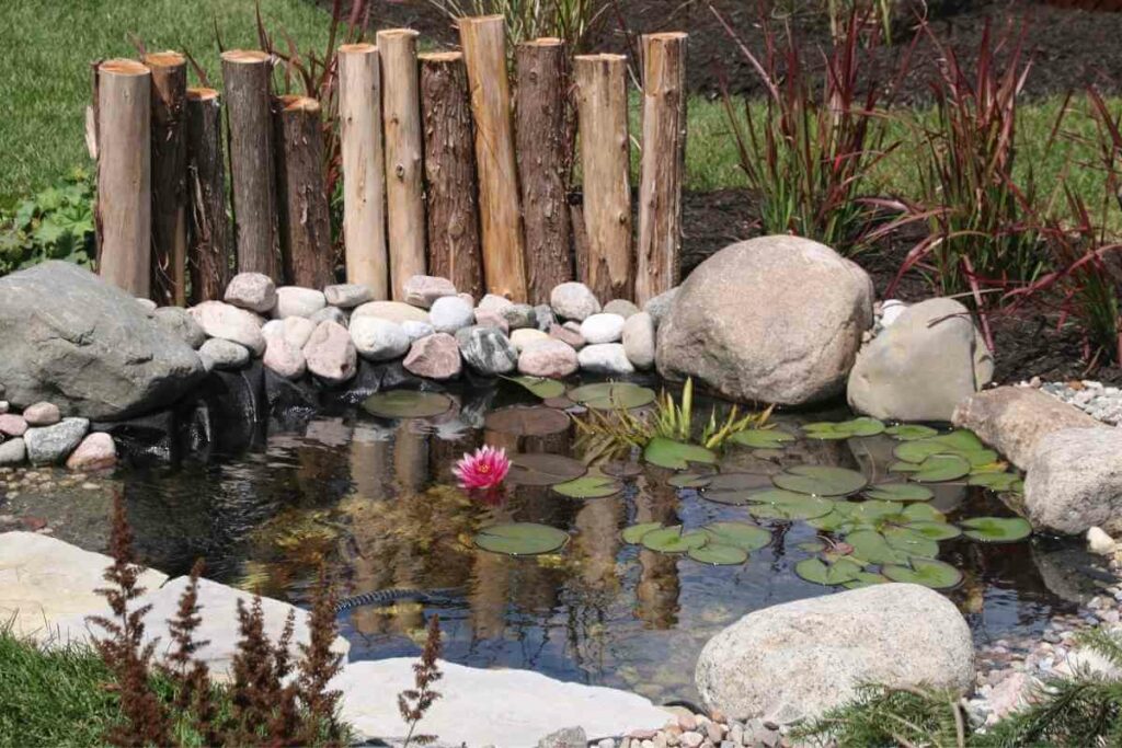 Garden pond with plants