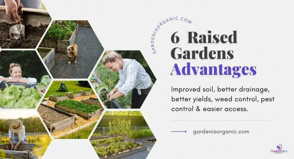 What Are the Advantages of Raised Gardens?