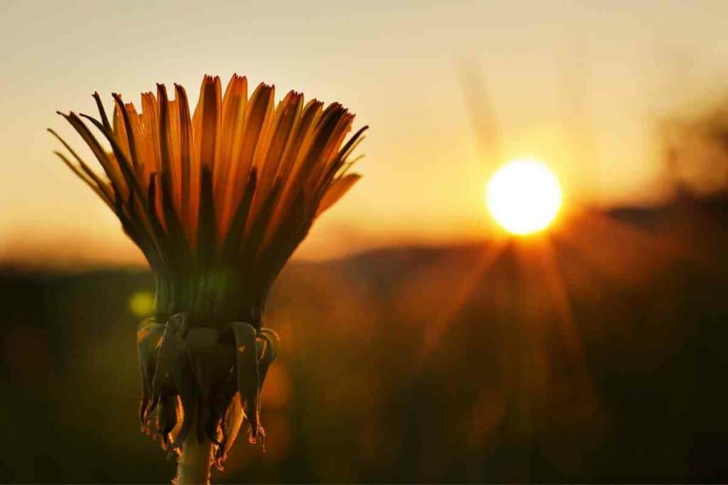 Getting Rid Of Dandelions Permanently with boiling water