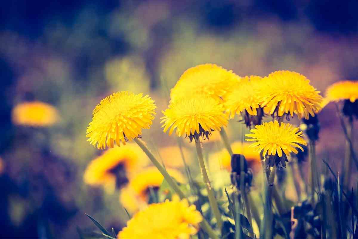How to Quickly Get Rid Of Dandelions Permanently? Gardenia Organic