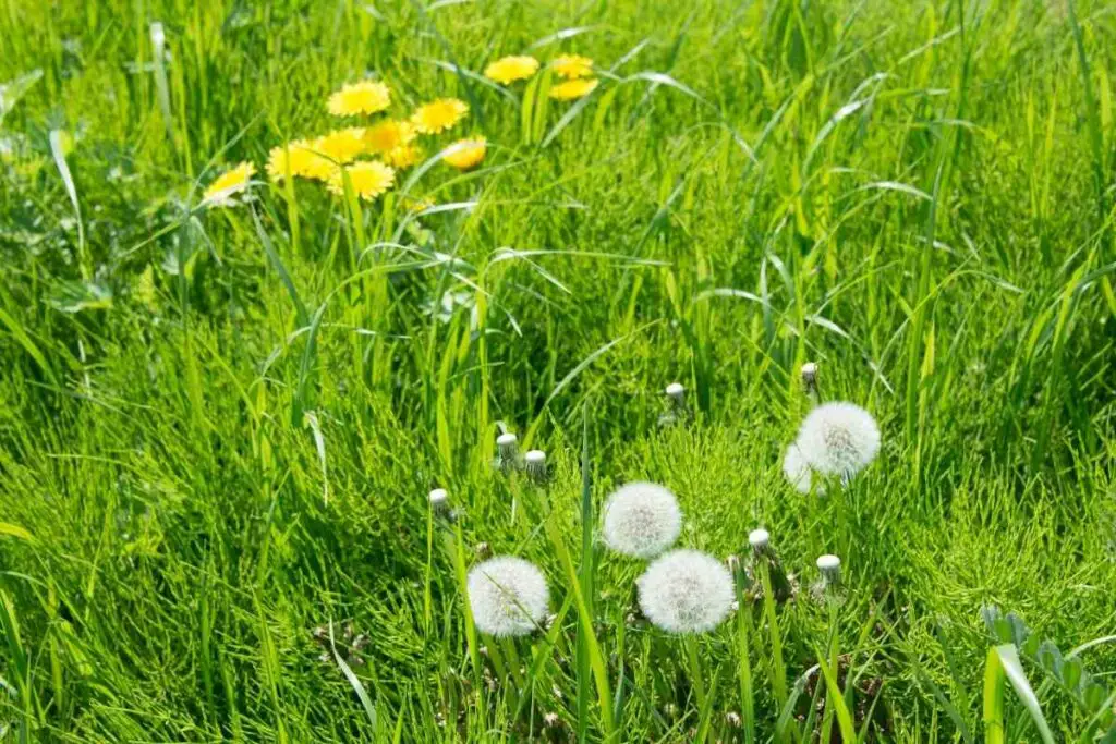 Dandelions herbicide tips