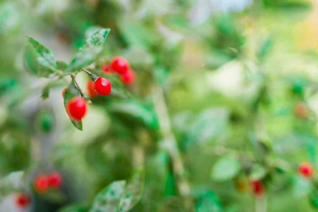 Goji Berries fruits