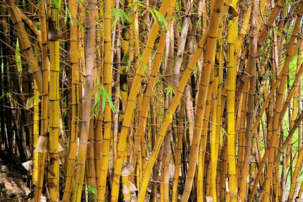 Phyllostachys aurea