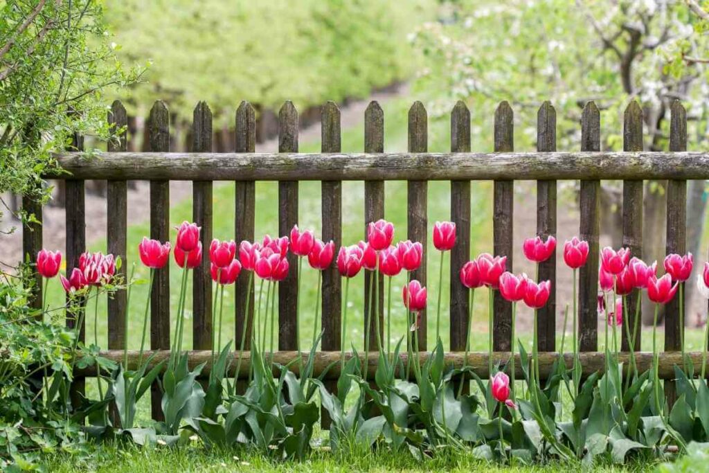 Gray garden fence in backyard