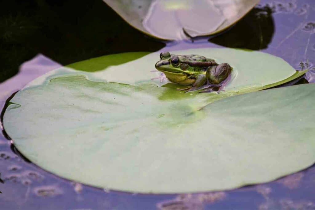 Baby and Adult Frog Diet Facts