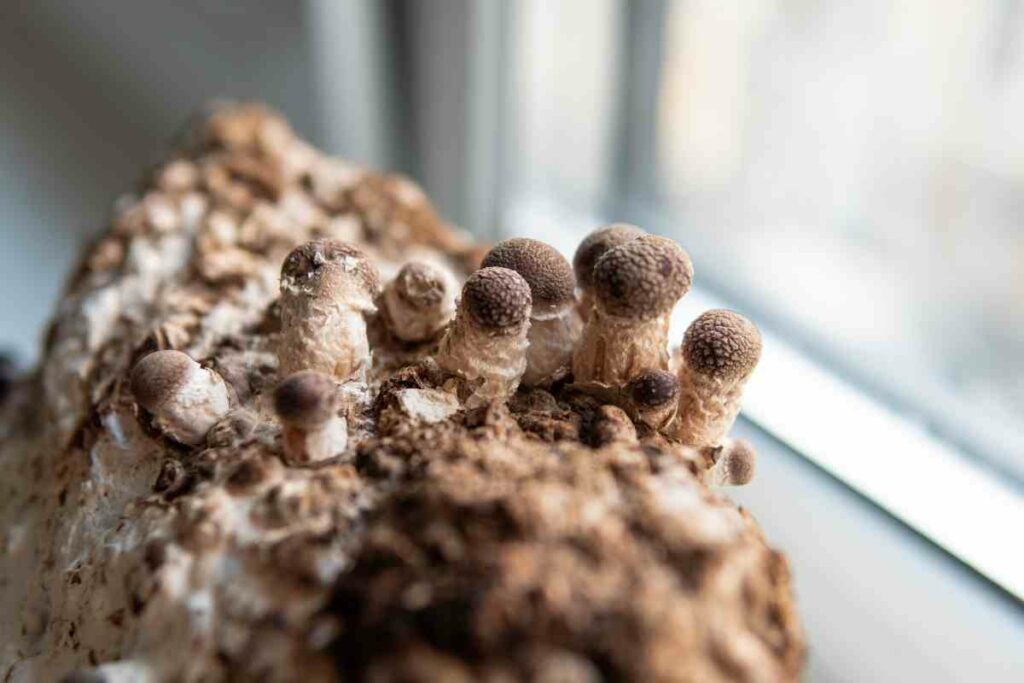 Growing mushrooms indoors