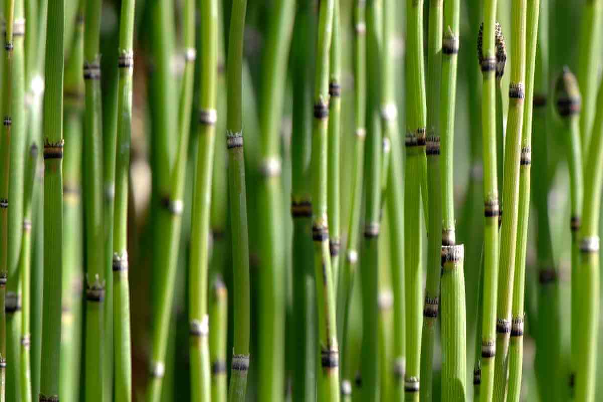 The Eight Types of Japanese Bamboo You Should Know About Gardenia Organic