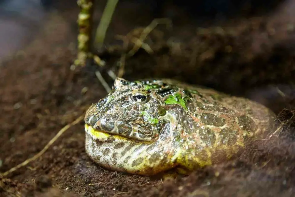 Big Horned frog in a pond