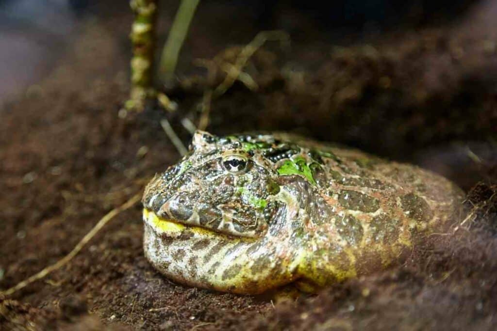 Big Horned frog in a pond