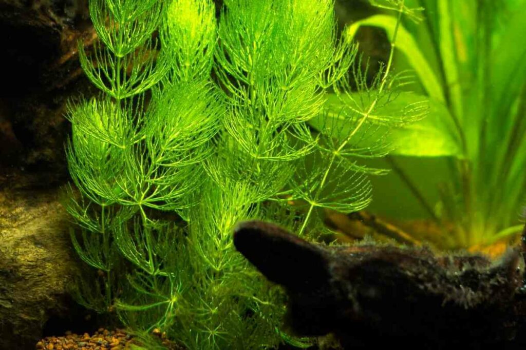 Hornwort in a pond