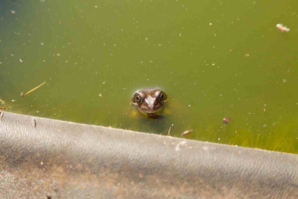 How Do Frogs Find Ponds? (What Attracts Them To Your Pond)
