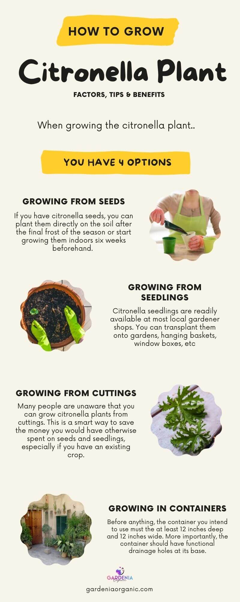 How to grow citronella plant infographics
