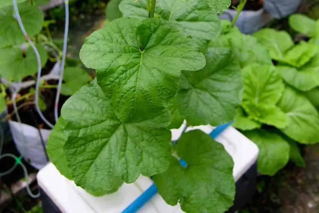 How to Grow Hydroponic Watermelon the Right Way