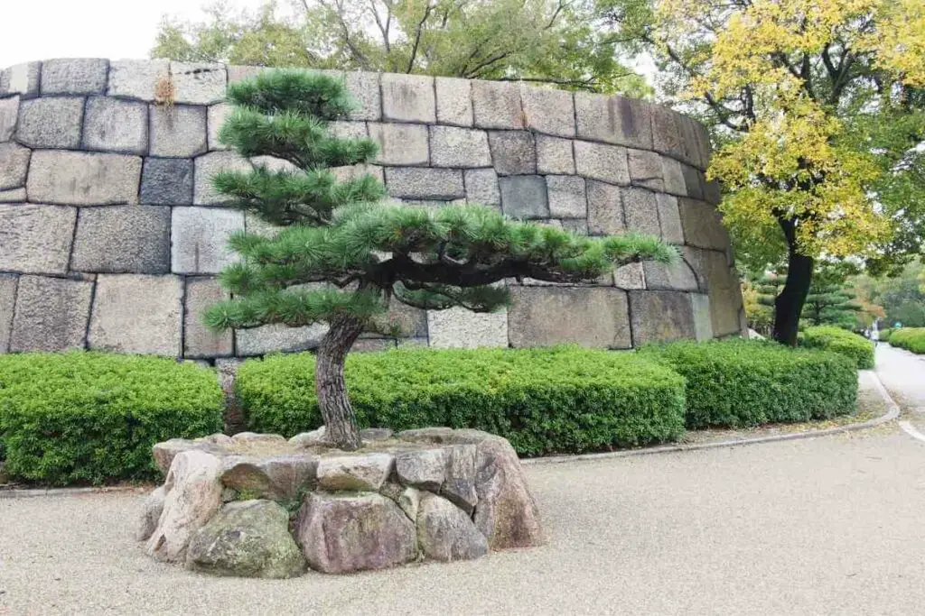 Tiny Japanese-style Pine Tree