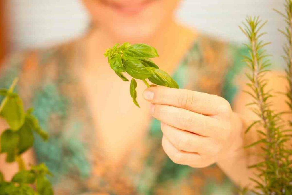 Storage of Basil Seeds