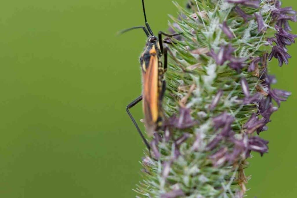 Identifying a Soldier Beetle in your garden