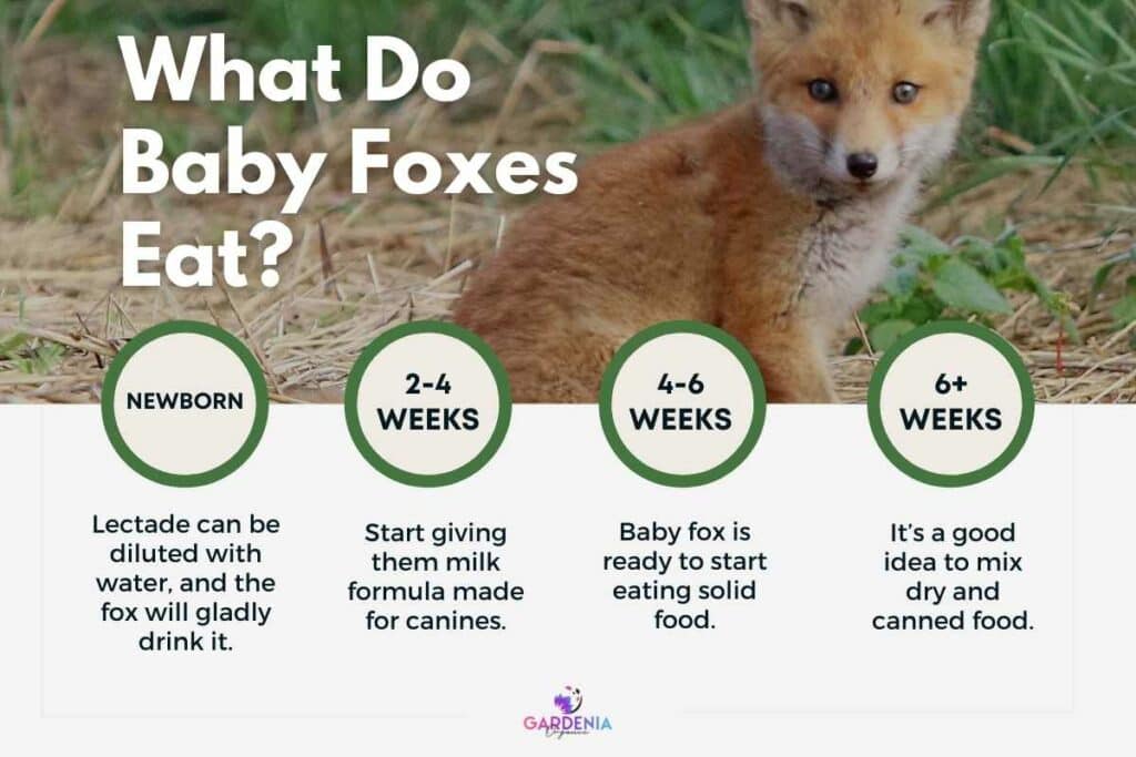 Age By Age Guide to Feeding Baby Foxes