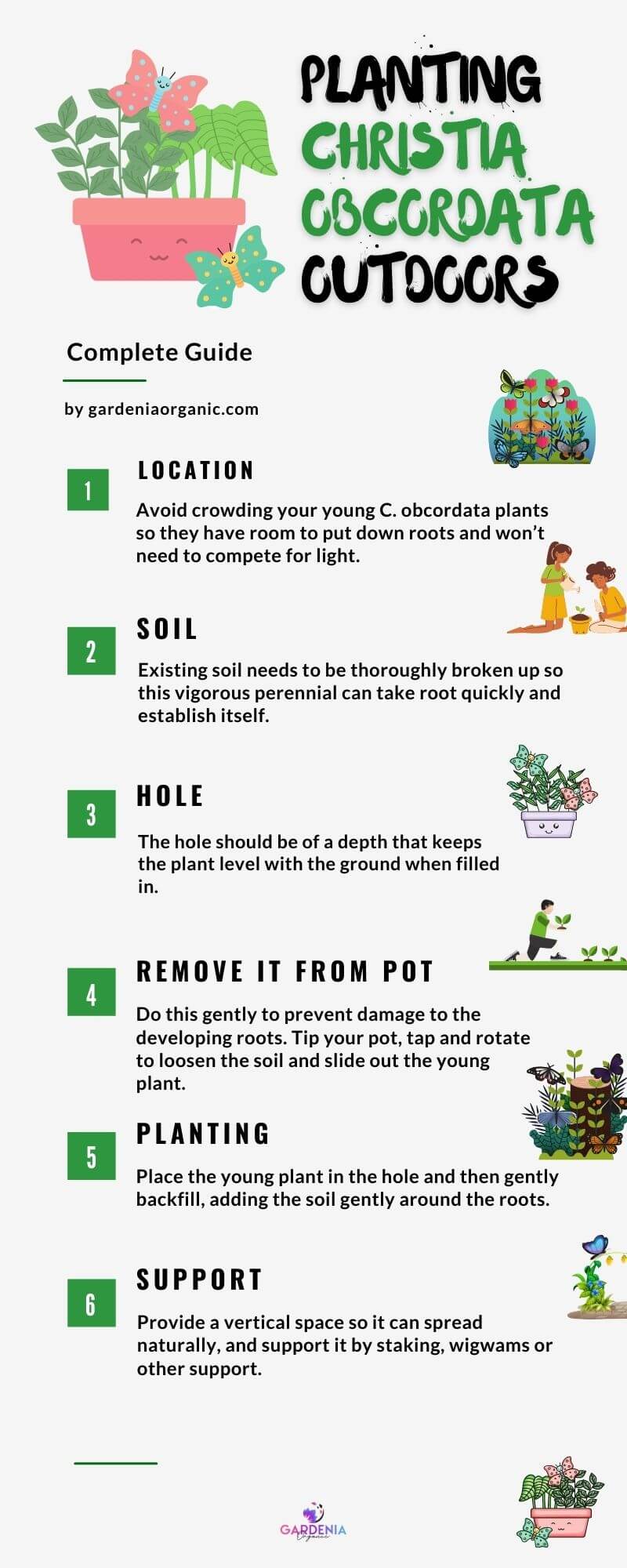 Christia Obcordata Growing Guide outside