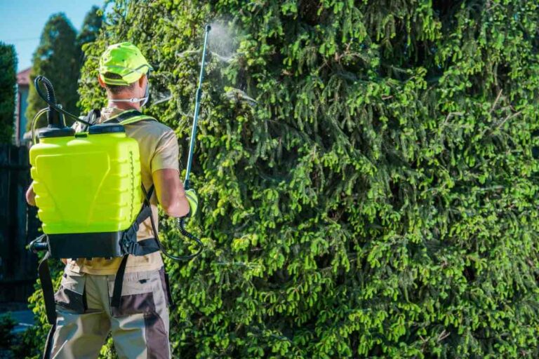 How To Spot And Treat Spotted Lanternfly Gardenia Organic