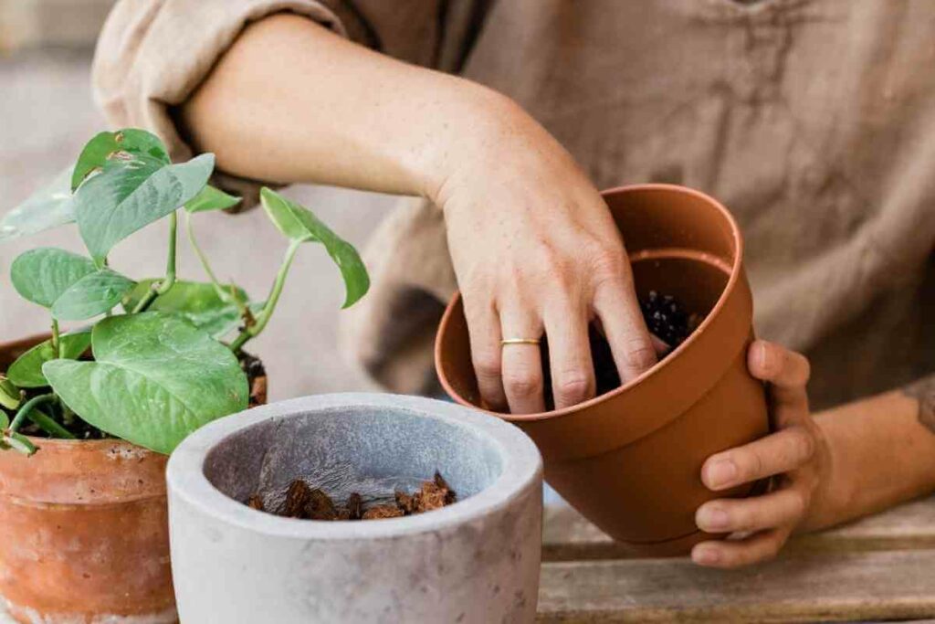 Is your potting soil bad