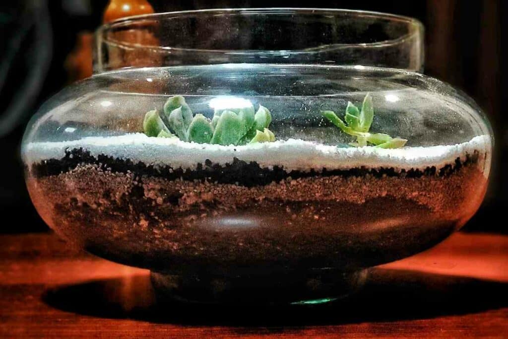 Japan Zen terrarium tips