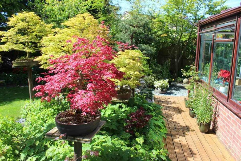 Japanese Maple Bonsai in summer