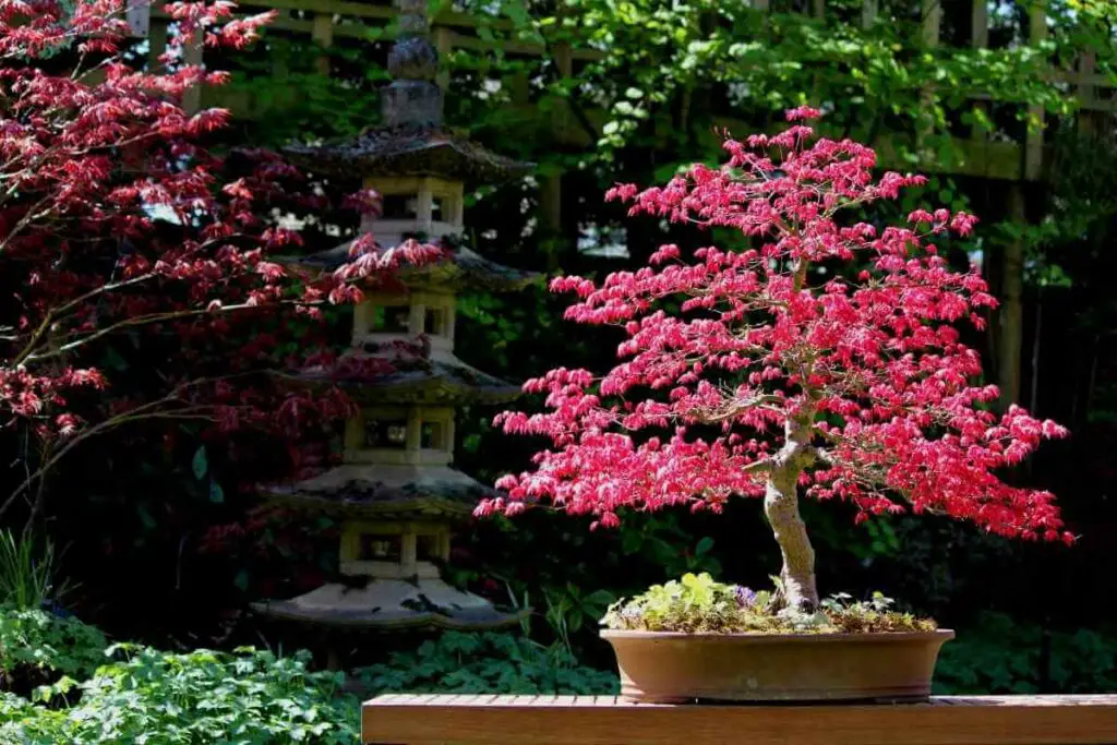 Japanese Maple bonsai pruning tips