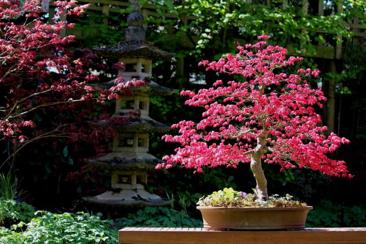 How To Prune Japanese Maple Bonsai Gardenia Organic
