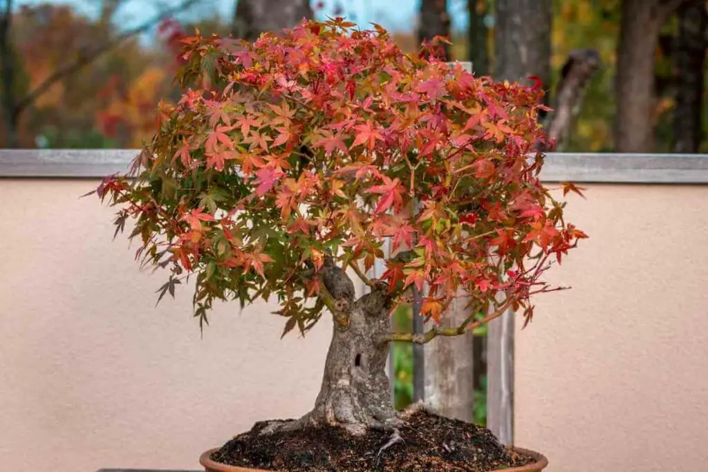 Taking care of Japanese Maple bonsai