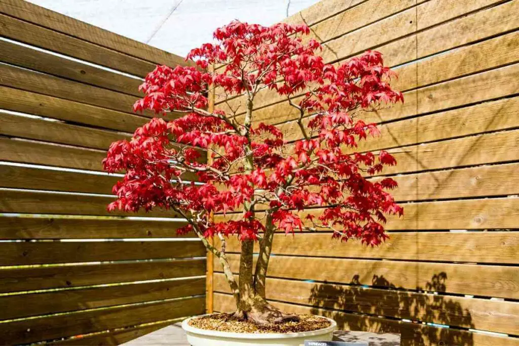 Japanese Maple bonsai in backyard