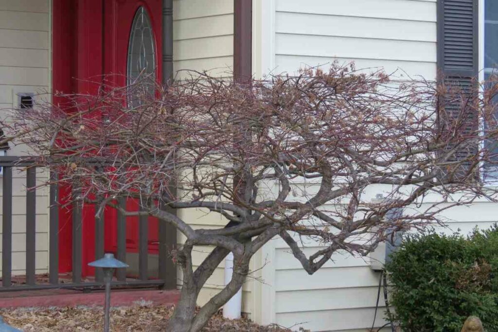 Japanese maple tree pruning tips