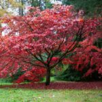 Japanese Maple Too Tall? Here's What to Do