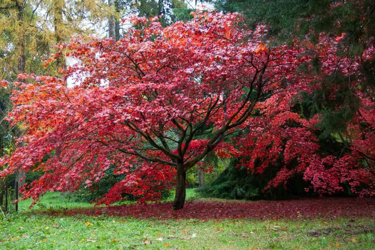 Japanese Maple Too Tall? Here’s What to Do