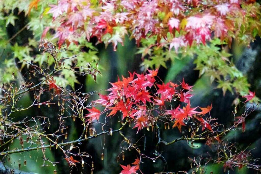 Japanese maple tree leaves red