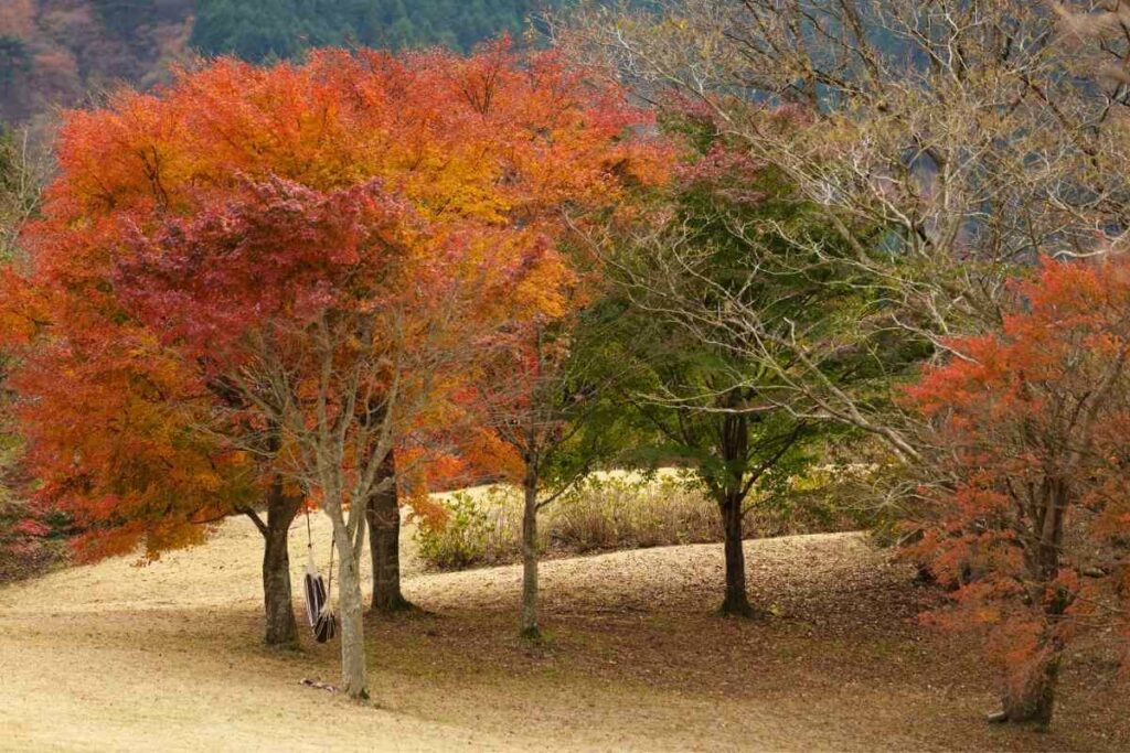 Japanese Maple Too Tall prune