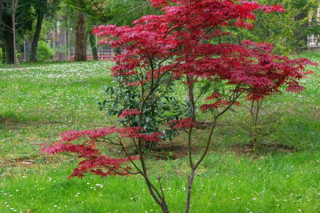 Red Japanese maple tree