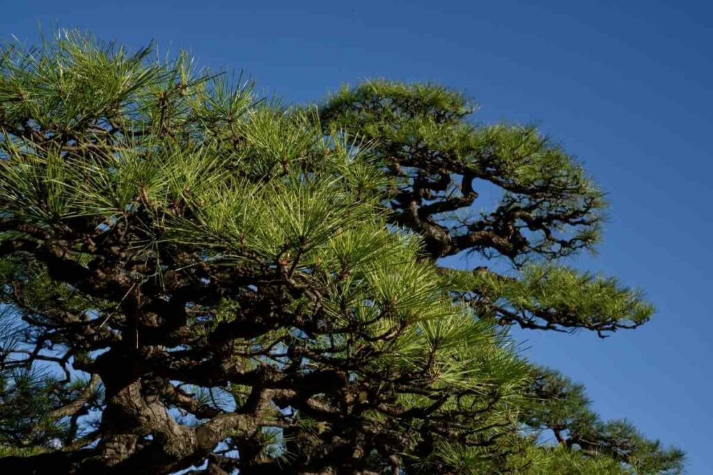 Japanese Pine tree in backyard