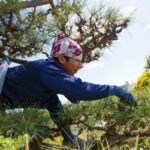 How to Prune Pine Trees Japanese Style