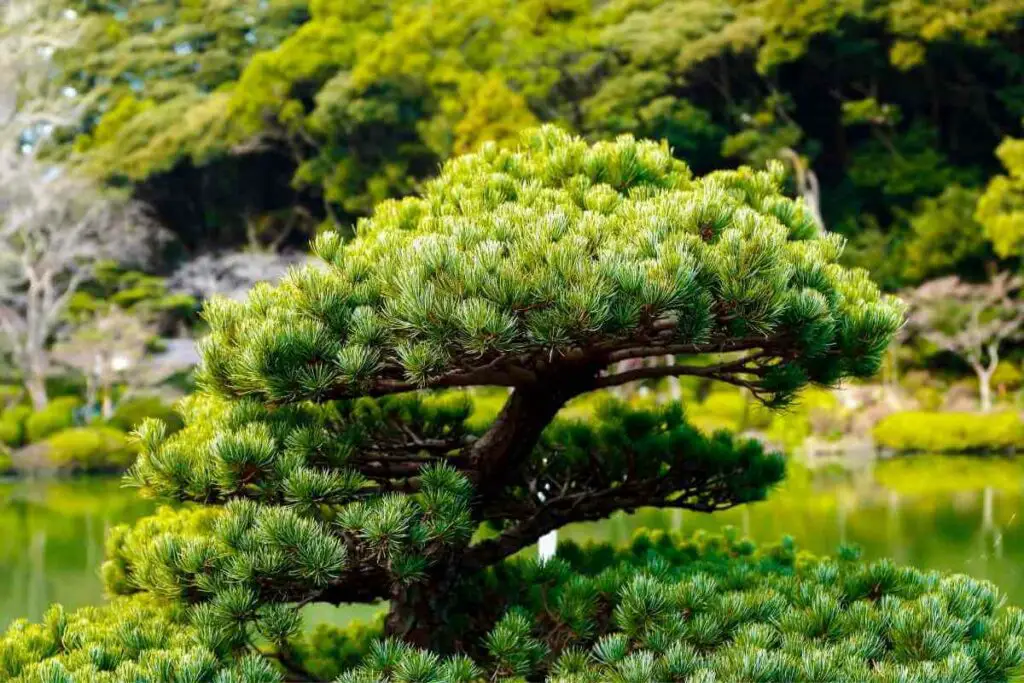 Japanese-style Pine tree