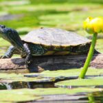 How to Keep Turtles In a Backyard Pond