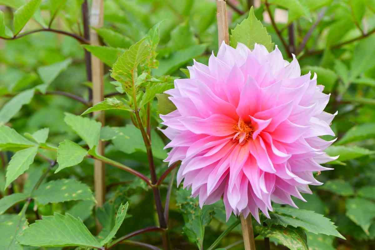 Are Chrysanthemums Annuals Or Perennials? Gardenia Organic