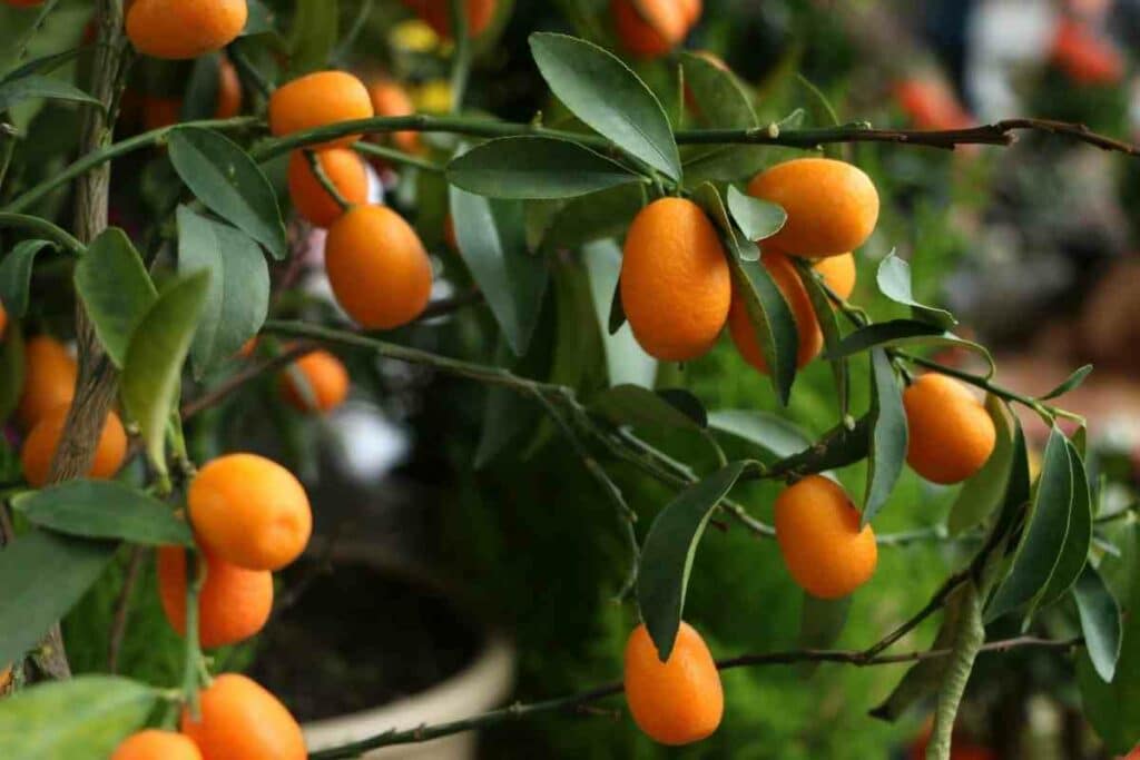 Kumquat fruits