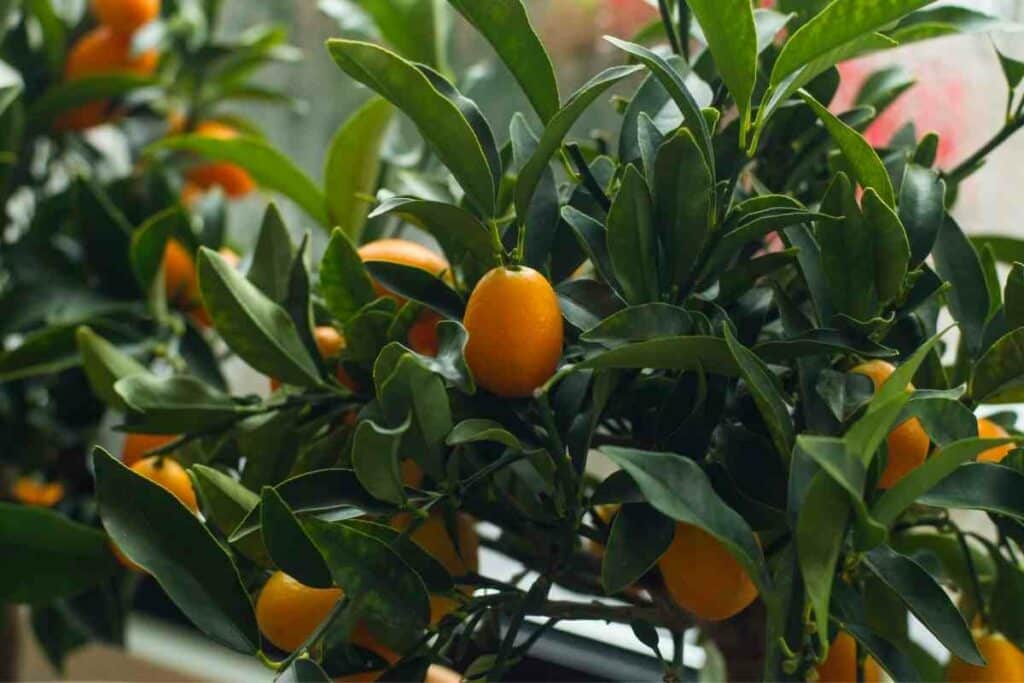 Kumquat Fruit Trees you can Grow Indoors