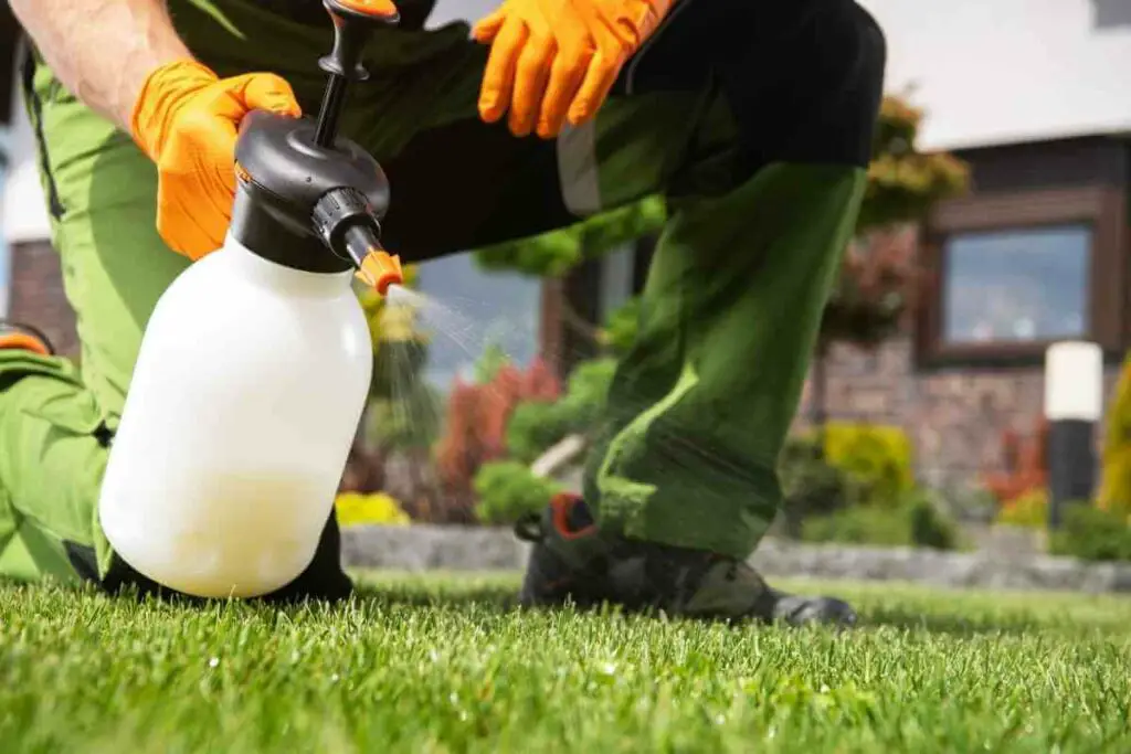 Spraying lawn rust with fungicide