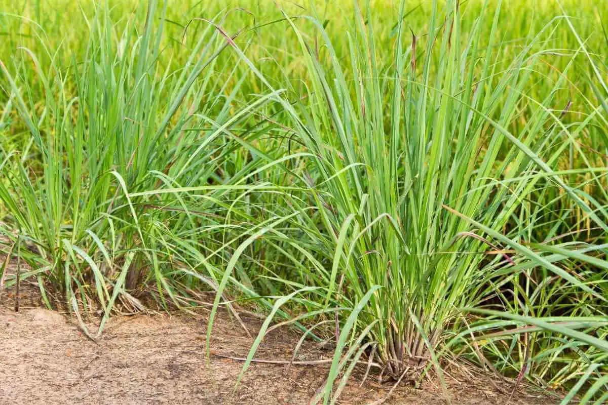 Complete Guide to Lemon Grass